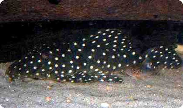 LDA33 - Big White Spot (Snowball/Schneeball) Pleco - 2-3 inch LDA33 - Big White Spot (Snowball/Schneeball) Pleco - 2-3 inch